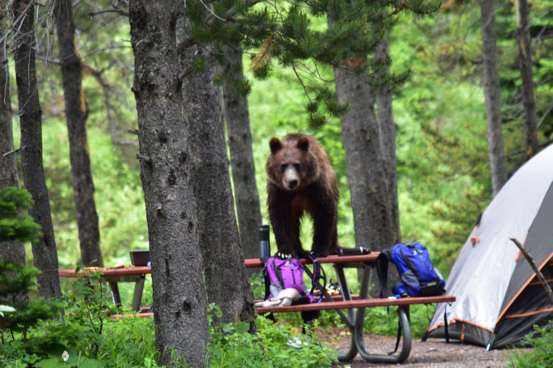 Grizzly bear